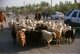 China: A flock of sheep and goats being driven to the livestock market and bazaar in Shufu County near Kashgar, Xinjiang Province