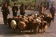 China: A flock of sheep being driven to the livestock market and bazaar in Shufu County near Kashgar, Xinjiang Province