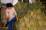 Regarded by many people in Southeast Asia as the 'king of fruits', the durian is distinctive for its large size, strong odour, and formidable thorn-covered husk. The fruit can grow as large as 30 centimetres (12 in) long and 15 centimetres (6 in) in diameter, and it typically weighs one to three kilograms (2 to 7 lb). Its shape ranges from oblong to round, the colour of its husk green to brown, and its flesh pale yellow to red, depending on the species.