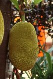 The jackfruit (<i>Artocarpus heterophyllus</i>), also known as jack tree, fenne, jakfruit, or sometimes simply jack or jak, is a species of tree in the fig, mulberry, and breadfruit family (Moraceae) native to southwest India.<br/><br/>

The jackfruit tree is well suited to tropical lowlands, and its fruit is the largest tree-borne fruit, reaching as much as 35 kg (80 lb) in weight, 90 cm (35 in) in length, and 50 cm (20 in) in diameter. A mature jackfruit tree can produce about 100 to 200 fruits in a year. The jackfruit is a multiple fruit, composed of hundreds to thousands of individual flowers, and it is the fleshy petals that are eaten.<br/><br/>

The jackfruit tree is a widely cultivated and popular food item throughout the tropical regions of the world. Jackfruit is the national fruit of Bangladesh