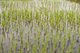 Thailand: New shoots of rice poke through a paddy field near Chiang Mai