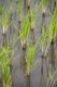 Thailand: New shoots of rice poke through a paddy field near Chiang Mai