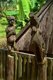 Vietnam: A pregnant woman and animal statues, wooden sculpture, Jarai tomb, Vietnam Museum of Ethnology, Hanoi