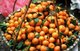 Vietnam: Mandarin oranges for sale in the Dong Xuan Market, Hanoi