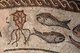 Italy: Fish and shells on the inner band of the 4th century CE pavement mosaic from the early Christian circular baptistery on Via Canoniche, Treviso