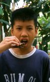 Giant water bugs are eaten deep fried as well as lightly boiled. The essence of the bug can also be used in a variety of chilli based pastes and used as a condiment. Apart from Thailand, the bug is eaten in Vietnam and The Philippines.