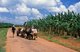 Cuba: Men driving an ox cart in a banana plantation, Matanzas Province