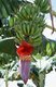 Cuba: A bunch of bananas with the edible banana flower growing off the end, banana plantation, Matanzas Province