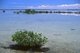 Cuba: Mangroves along the 48km causeway leading to Cayo Santa María, Jardines del Rey, Villa Clara Province