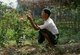 Burma / Myanmar: Jinghpaw (Kachin) man pruning his commercial rose garden, Myitkyina, Kachin State (1997)