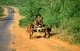 Burma / Myanmar: A Kachin man driving a bullock cart on the Ledo Road (the main link between Assam, India and Myanmar), near Myitkyina, Kachin State (1998)