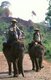 Burma / Myanmar: Working elephants, north of Myitkyina, Kachin State (1998)