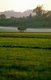 Burma / Myanmar: Dawn over a rice paddy near Mogaung, Kachin State (1998)