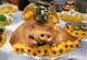 Thailand: A pig's head used in a blessing ceremony, Bangkok