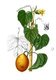 Vietnam / Philippines: Gac fruit (<i>Momordica cochinchinensis</i>), from Francisco Manuel Blanco's <i>Flora de Filipinas</i>, 1883. Francisco Manuel Blanco (1778 – 1845)