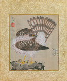 Japan: 'Album of Hawks and Calligraphy'. Album of nine paintings by Kano Tsunenobu (1636-1713), late 17th century. Kano Tsunenobu was a Japanese painter who lived during the Edo Period. He was a student of the Kano school of painting, and had a particular interest in Chinese art styles, often copying or emulating Chinese paintings with very little Japanese influence. He became a second-generation head of the Kano school's Kobikicho branch in Edo (Tokyo).