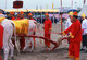 Thailand: The sacred white oxen. The Royal Ploughing Ceremony is an ancient Brahman ritual held each year in Bangkok at Sanam Luang in front of the Grand Palace