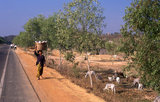 Cambodia: A woman with a container full of dried goods walks near cattle in a dry field during the hot season, central Cambodia. Cambodia is a relatively flat, low-lying land. It is situated at the heart of Indochina and has a total area of just over 180,000sq km (69,500sq miles). It shares land borders with Thailand to the north and west, Laos to the northeast and Vietnam to the east and southeast.