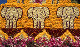 Thailand: Elephants decorate a flower float, Chiang Mai Flower Festival Parade, Chiang Mai, northern Thailand. Chiang Mai is known as 'the Rose of the North', but it really blooms into flower in February, towards the end of the cool season. Every year on the first weekend of February, the Chiang Mai Flower Festival is opened. The flower beds in public spaces all around the town are especially beautiful at this time of year. Everywhere there can be found gorgeous displays of yellow and white chrysanthemums, and the Damask Rose, a variety found only in Chiang Mai.