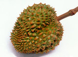 World: Durian (<i>Durio sensu lato</i> is a large fruit native to Southeast Asia. Regarded by many people in southeast Asia as the 'king of fruits', the durian is distinctive for its large size, strong odour, and formidable thorn-covered husk. The fruit can grow as large as 30 centimetres (12 in) long and 15 centimetres (6 in) in diameter, and it typically weighs one to three kilograms (2 to 7 lb). Its shape ranges from oblong to round, the colour of its husk green to brown, and its flesh pale yellow to red, depending on the species.