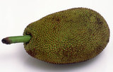The jackfruit (<i>Artocarpus heterophyllus</i>), also known as jack tree, fenne, jakfruit, or sometimes simply jack or jak, is a species of tree in the fig, mulberry, and breadfruit family (Moraceae) native to southwest India. It is well suited to tropical lowlands, and its fruit is the largest tree-borne fruit, reaching as much as 35 kg (80 lb) in weight, 90 cm (35 in) in length, and 50 cm (20 in) in diameter. A mature jackfruit tree can produce about 100 to 200 fruits in a year. The jackfruit is a multiple fruit, composed of hundreds to thousands of individual flowers, and it is the fleshy petals that are eaten.