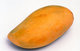 World: A ripe mango, the fruit of the mango tree (<I>Mangifera indica</i>)