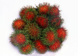 The rambutan (<i>Nephelium lappaceum</i>) is a medium-sized tropical tree in the family Sapindaceae. The fruit produced by the tree is also known as rambutan.<br/><br/>

The name rambutan is derived from the Malay/Indonesian word <i>rambutan</i>, meaning 'hairy', <i>rambut</i> the word for 'hair' in both languages, a reference to the numerous hairy protuberances of the fruit, together with the noun-building suffix <i>-an</i>.