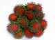 The rambutan (<i>Nephelium lappaceum</i>) is a medium-sized tropical tree in the family Sapindaceae. The fruit produced by the tree is also known as rambutan.<br/><br/>

The name rambutan is derived from the Malay/Indonesian word <i>rambutan</i>, meaning 'hairy', <i>rambut</i> the word for 'hair' in both languages, a reference to the numerous hairy protuberances of the fruit, together with the noun-building suffix <i>-an</i>.